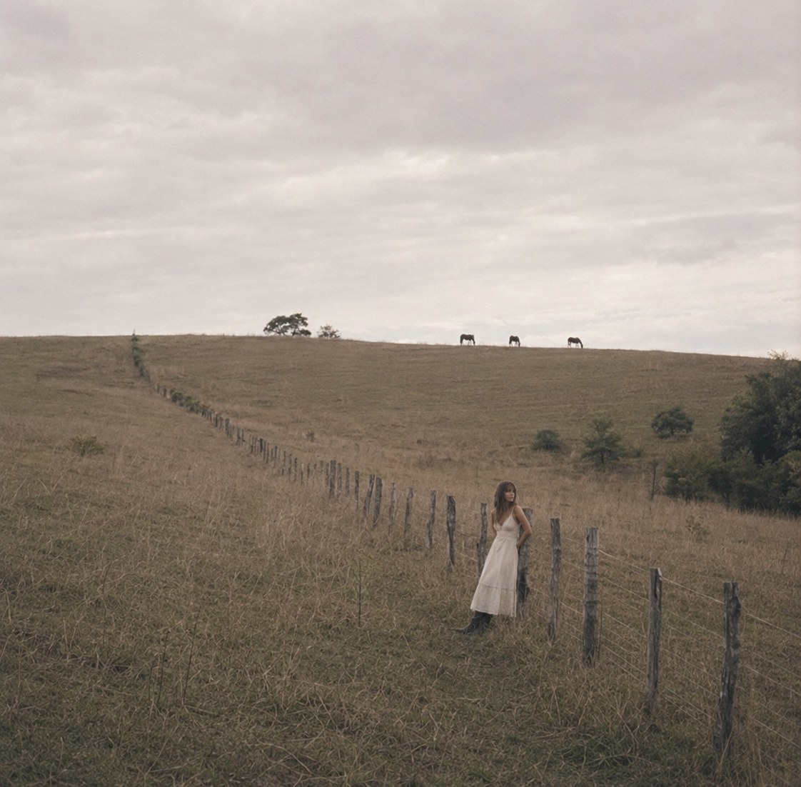Wide field of dry grass with a wooden fence and horses grazing in the distance
